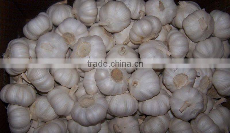 cheap chinese garlic