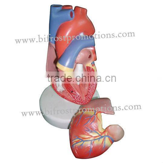 Anatomy Heart Model