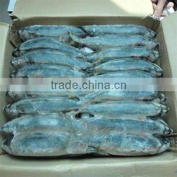 frozen pacific mackerel(cut)