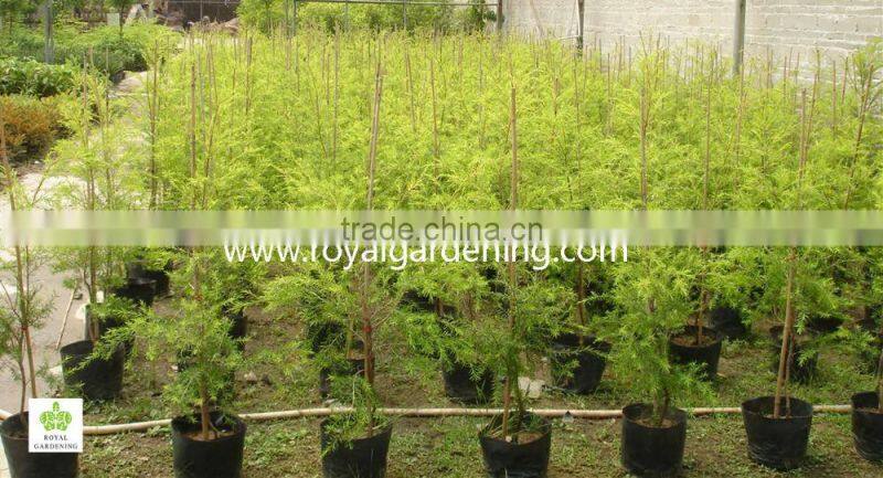 Melaleuca bracteata ornamental plants