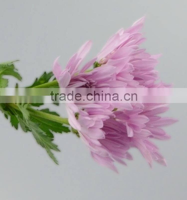 Quality new coming fresh pink chamomile chrysanthemum