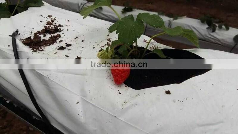 single span galvanized hoophouse