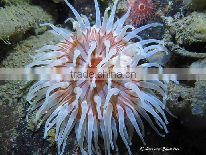 Most Powerful Scuba Led Wide Angle Diving Torch Underwater Video Light