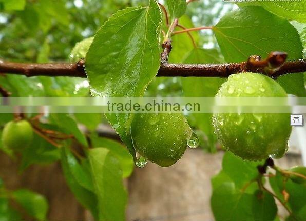 better fresh canned apricot half