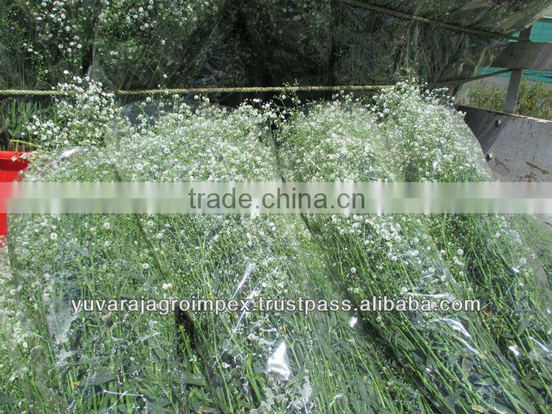 Fresh Cut Gypsophila