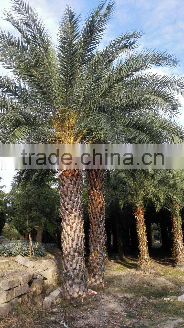 Hot wholesale outdoor ornamental decrotive landscaping Phoenix sylvestris palm trees plants