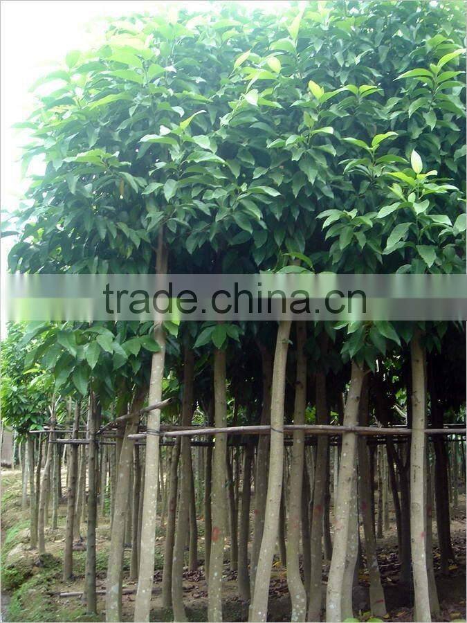Ficus altissima