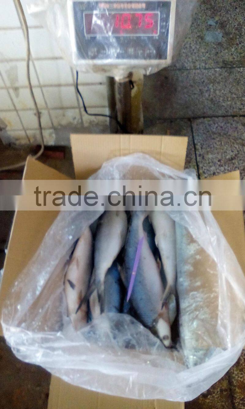 Frozen milk fish whole round