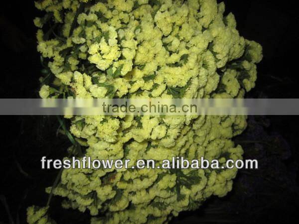 High Grade fresh cut Myosotis sylvatica flowers