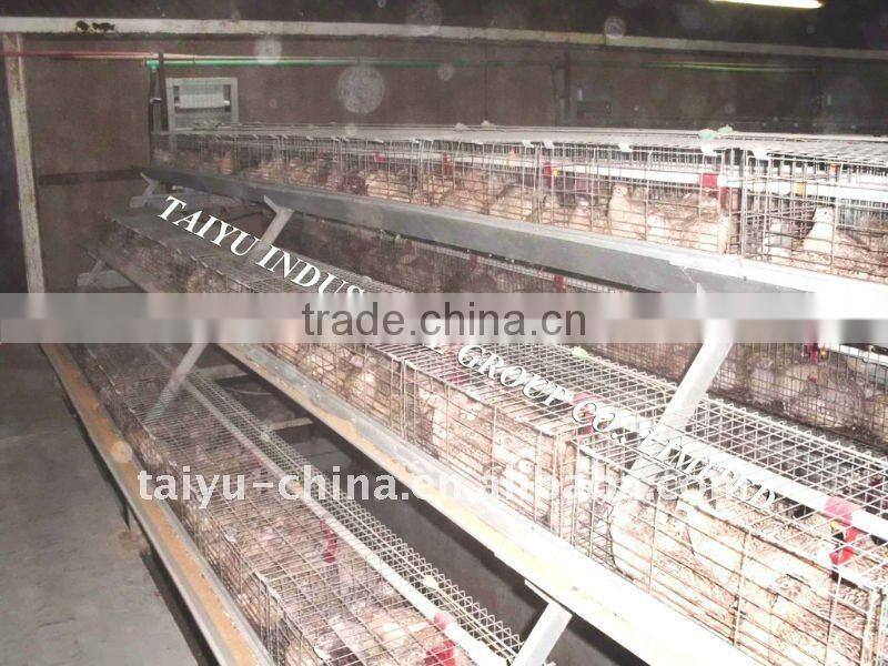 Taiyu-1 quail cages ( Professional Manufacturers )