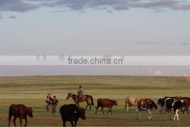 Popular Roady 175t/h capacity Asphalt Mixing Plant RD175