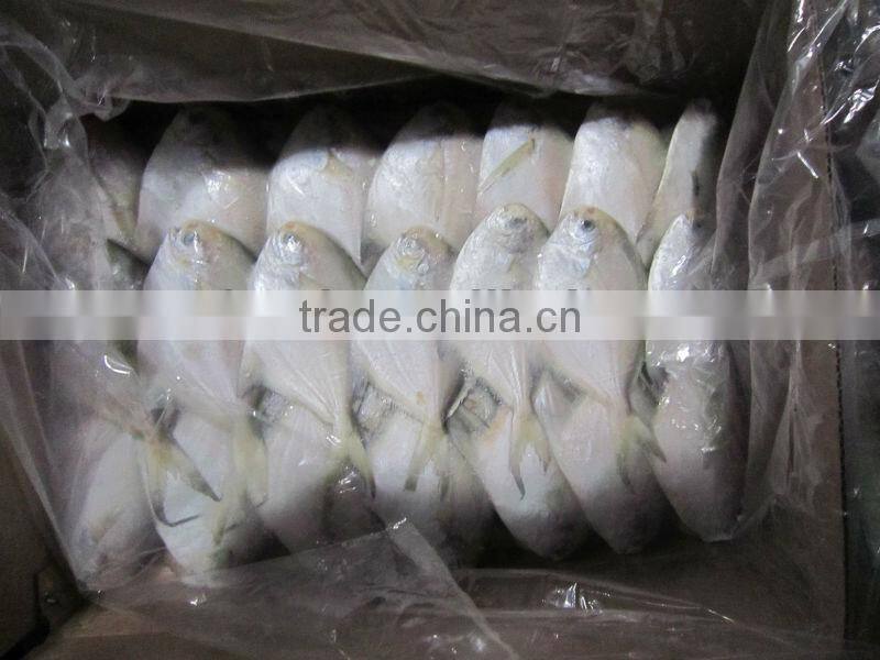 swallowtail butterfish grey pomfret pampus nozawae