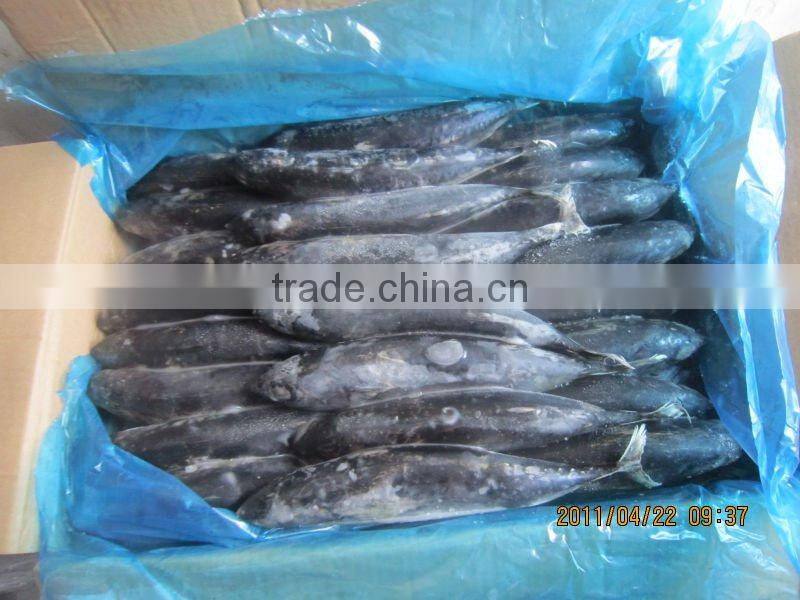 China fresh frozen bonito whole round