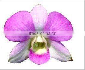 Thailand Top Quality OR-016 Dendrobium Sky Pink Orchid