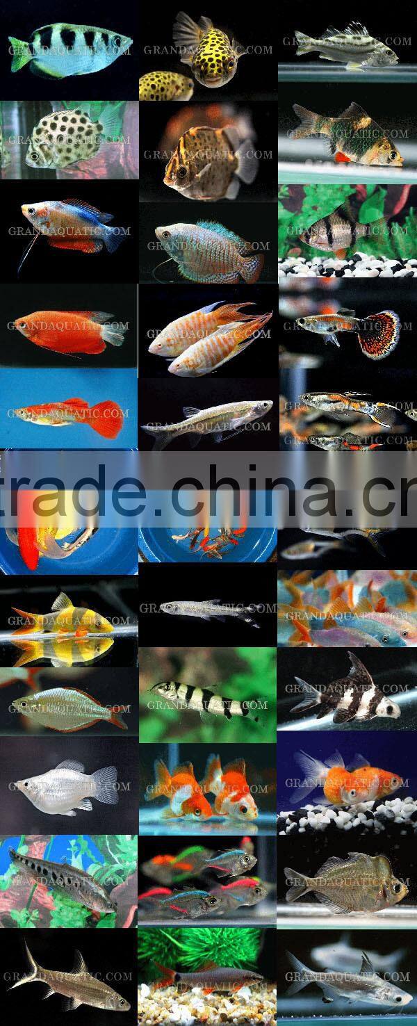 Ogon Koi carp fish wholesale in Thailand