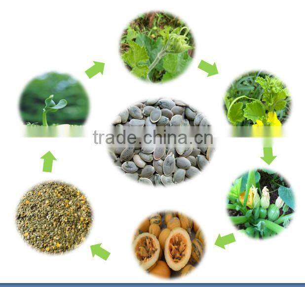 Export Green Pumpkin Seeds Grown without Shell GWS Supplier