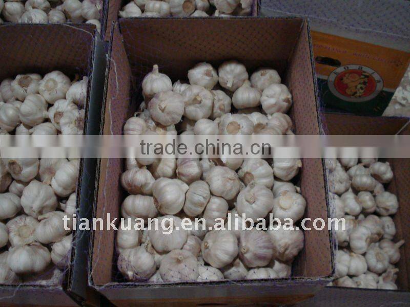 china garlic
