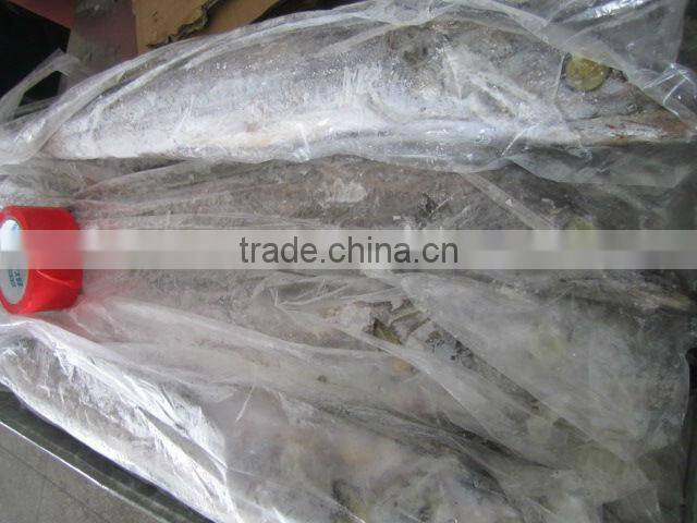 ribbon fish new arrival