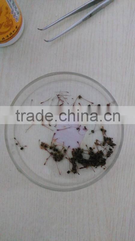 Prepared Slides , Insecta w.m. Slides,Glass Colorful Prepared Slides