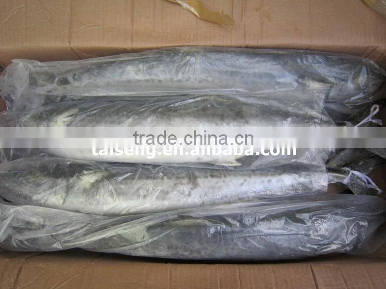 Spanish mackerel W/R for sale