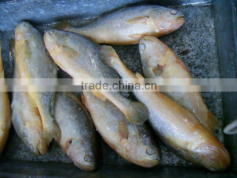 Whole round Frozen Fish Frozen Yellow croaker