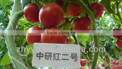 Zhongyan Hong No.2 tomato seed high yield