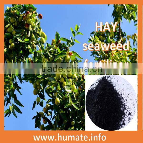 Bulk Soluble Seaweed Fertilizer/Dried Seaweed