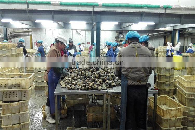 frozen big size clam with good taste