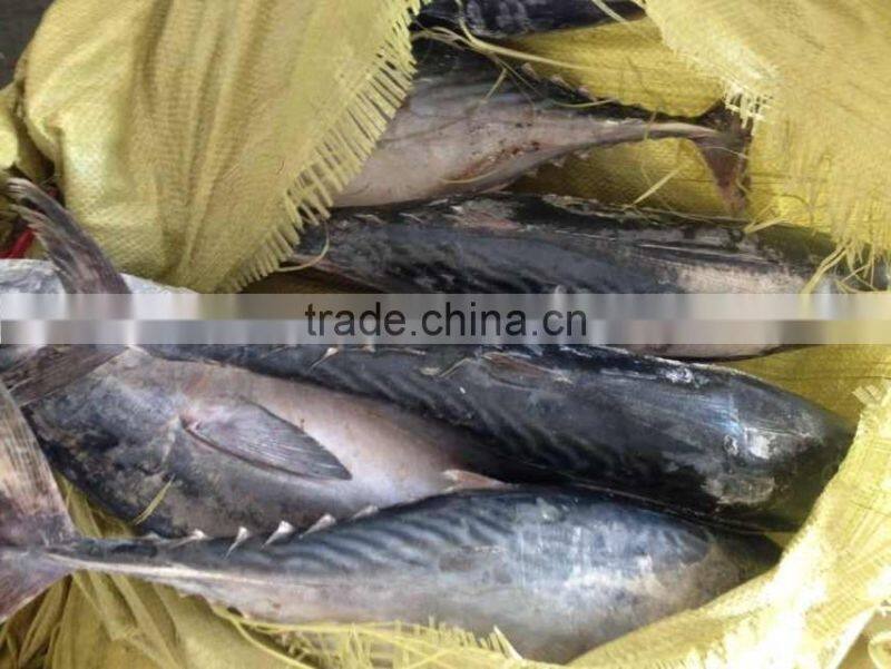 Frozen bonito tuna fish whole round