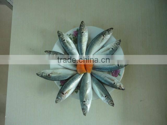 good quality frozen horse mackerel fish