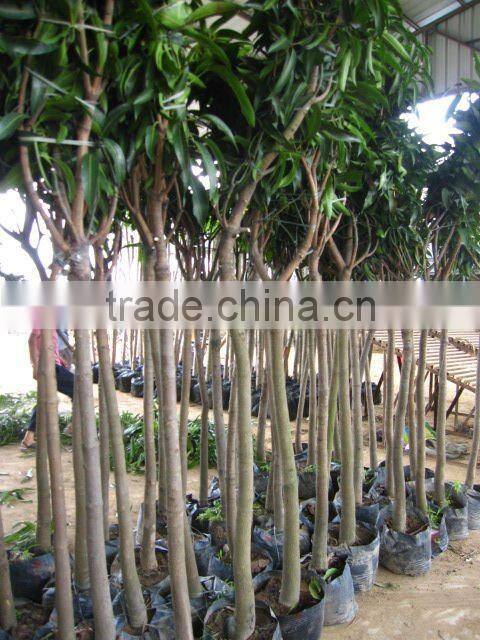 Mangifera trees