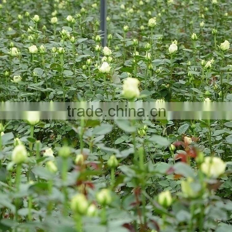 New Pink Avalache flower pink/red artificial roses