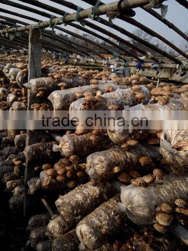 Hot Sales dried shiitake mushroom with FDA certification from China