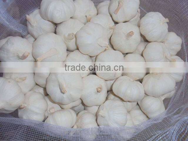 chinese pure white garlic new crop 2016 fresh best qaulity