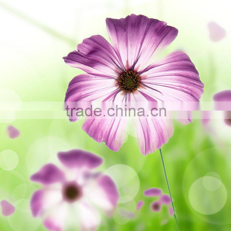 50x50 oil group painting