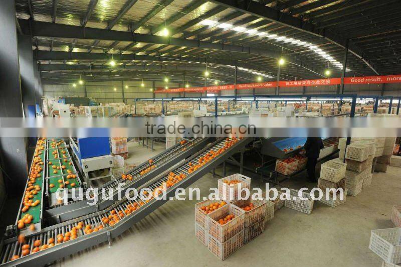 020005 Navel oranges