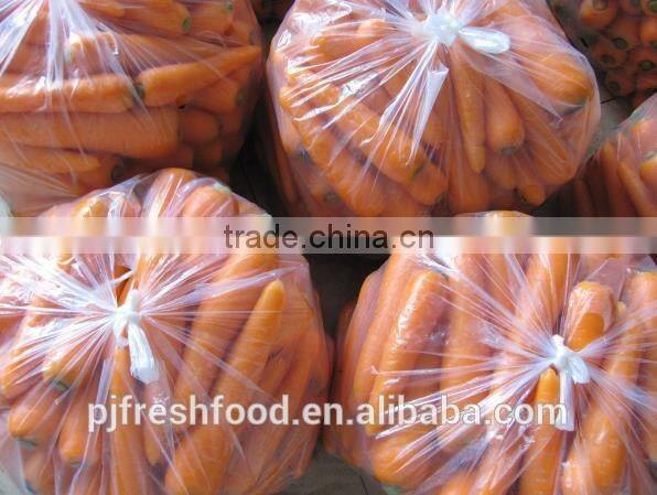 Fresh Fujian Carrot