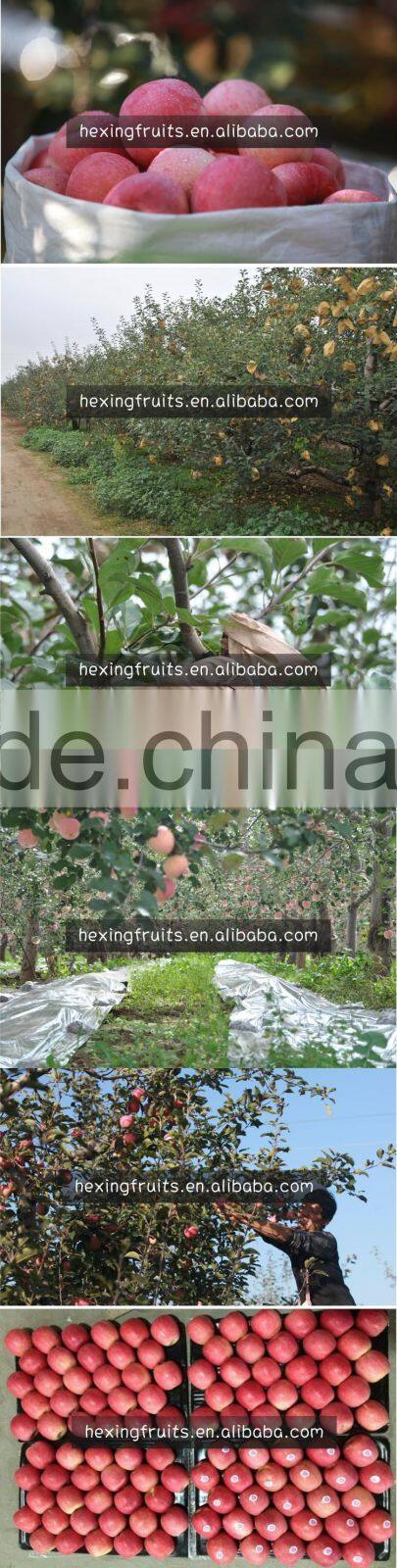 Top good taste fuji apple fruit supply all year at cheap prices for sale