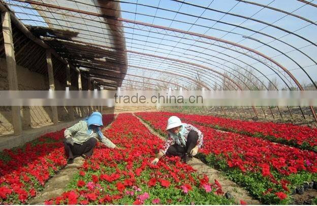 Manufacture greenhouse plastic film for fruits vegetables flowers