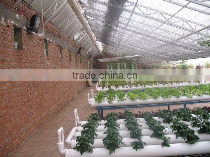 lettuce system hydroponic green house