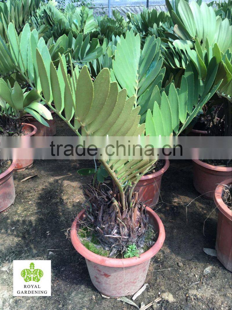 Zamia furfuracea dia 10-30cm Wholesale