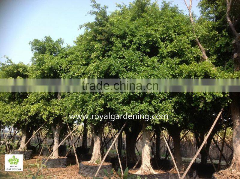 Hot Sale Outdoor Large Ficus nitida Tree