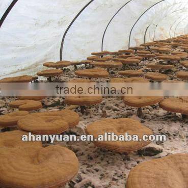 No Any Additives 100% Naturnal Ganoderma Extract