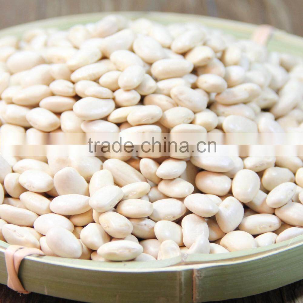 hot selling white kisney bean