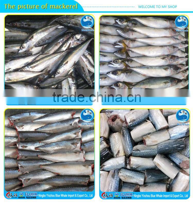 Hot selling pacific mackerel scomber to Africa