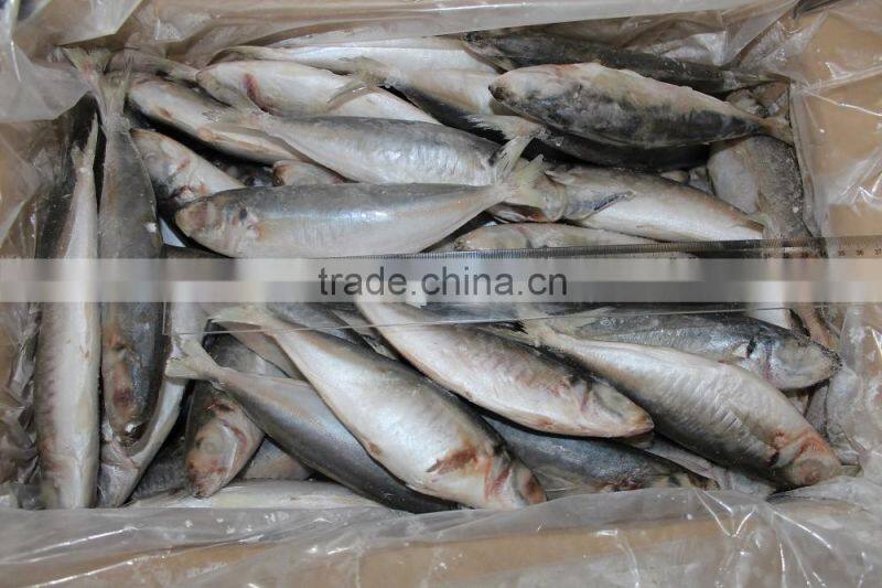 china frozen seafood big/small eyes scad fish