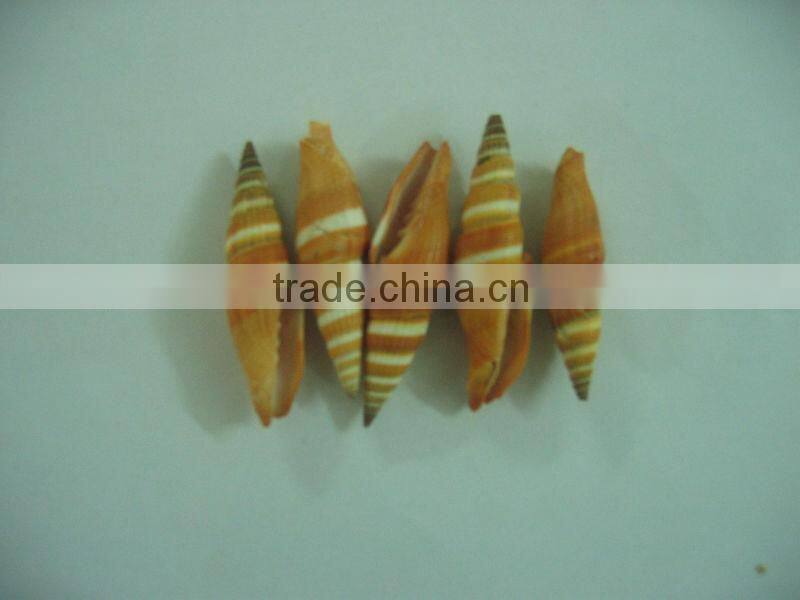 Seashell - Premium product - High quality
