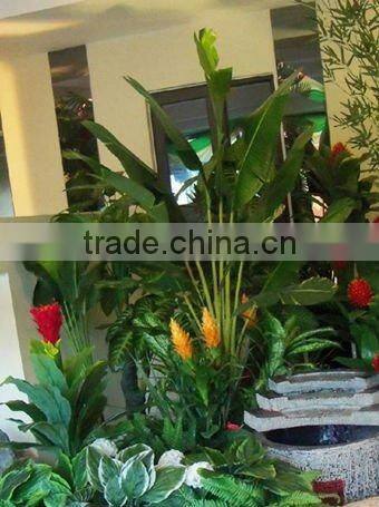 Large banana tree in group