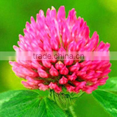 Red Clover Extract/Trifolium Pratense /8%-40% Total Flavone by UV