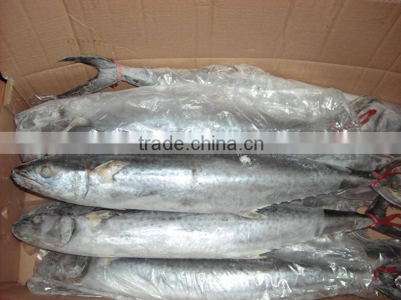 Frozen Mackerel Fish/ Grade A Frozen Spanish Mackerel In High Quality